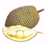 Durians