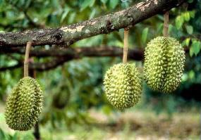 Durians